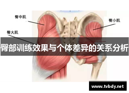 臀部训练效果与个体差异的关系分析